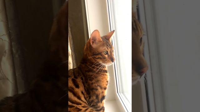 Что делает твой кот, пока тебя нет дома/What is your cat doing when you are not at home смотреть онлайн