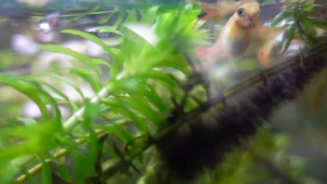 How To Care For And Propagate Elodia (AKA Anacharis) смотреть онлайн