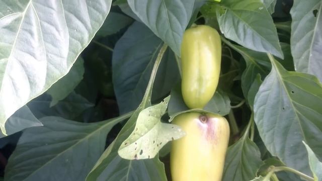 Отличный урожай болгарского перца. Все секреты от А до Я смотреть онлайн