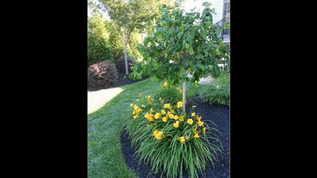 Как красиво оформить приствольный круг. смотреть онлайн