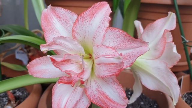 Hippeastrum Double Record