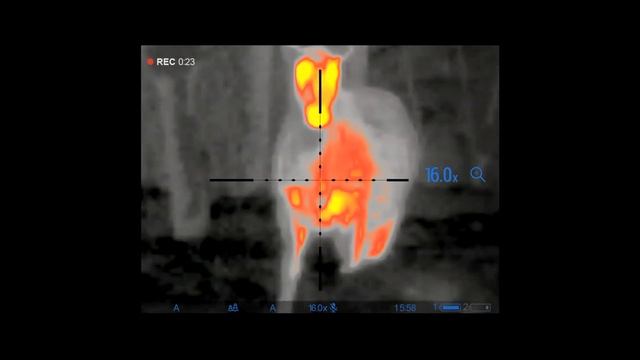 Pulsar Thermion 2 XP50 video смотреть онлайн
