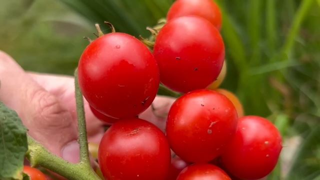 Сделайте Так в Августе и Огурцы с Томатами будут обильно плодоносить до заморозков! смотреть онлайн