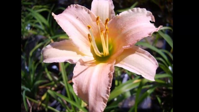 #Лилейники21 #Цветы для сада и бизнеса от Ольги Шевчук смотреть онлайн