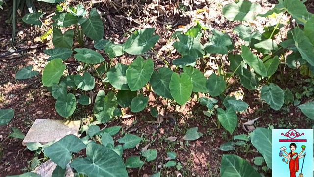 Update on my dad's garden/ new vegetables and flowers since we planted. ( ep 100) смотреть онлайн