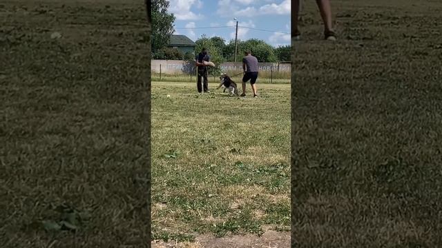 Восточноевропейская овчарка в работе ЗКС. Вео Эльза 1год Спб