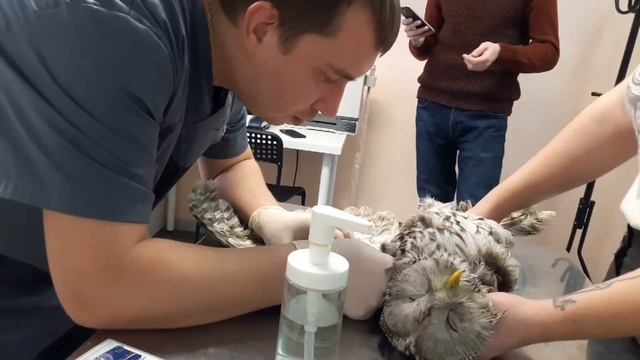 Первая новогодняя неясыть!) смотреть онлайн