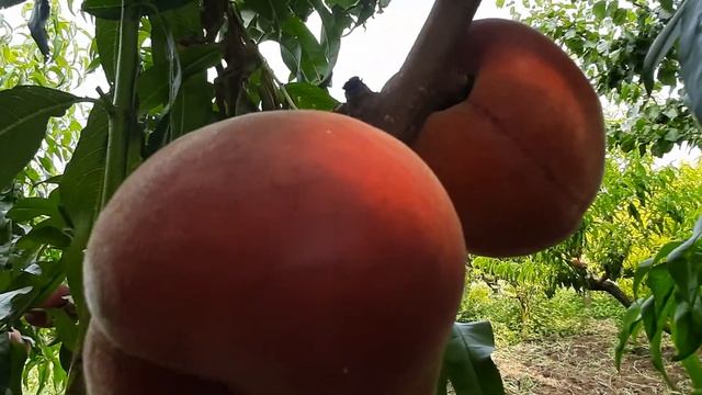 Персик Роял Глори смотреть онлайн