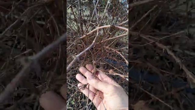 Обрезка жимолости . смотреть онлайн