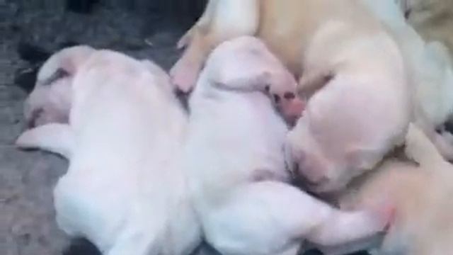 Mini Schnauzer x cocker spaniel pups смотреть онлайн