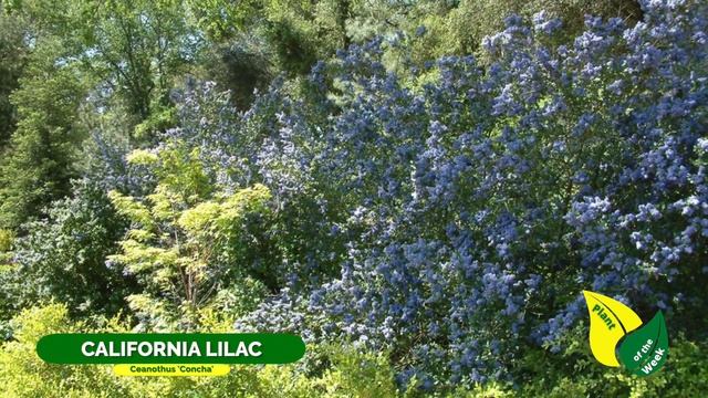 California Lilac | Ceanothus 'Concha'