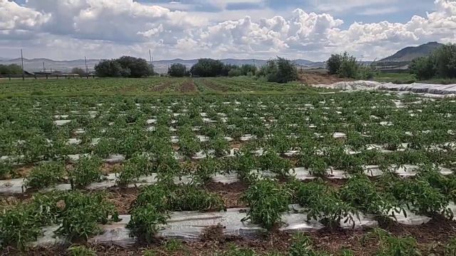 прополка помидор 2022 смотреть онлайн
