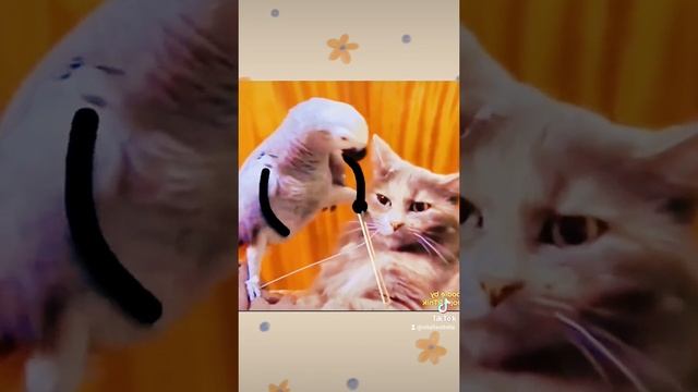 наглый попугай смотреть онлайн