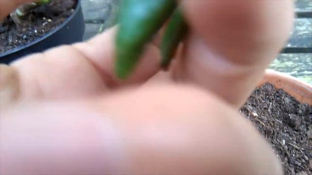 My new crassula gollum! смотреть онлайн