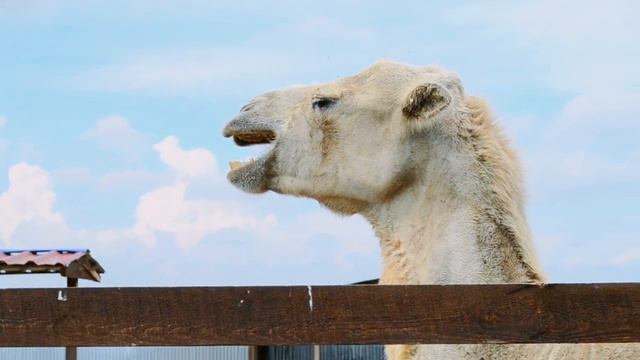 .....Привет из лета.....море,солнце... смотреть онлайн