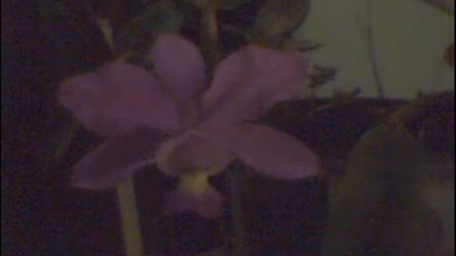 ORQUIDEA смотреть онлайн