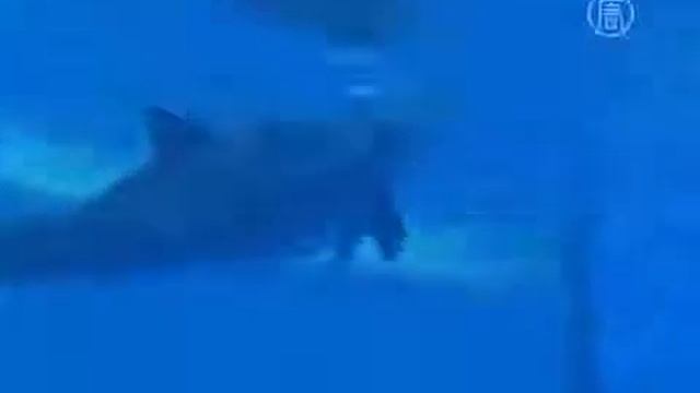 Рождение дельфинёнка сняли на видео новости) смотреть онлайн