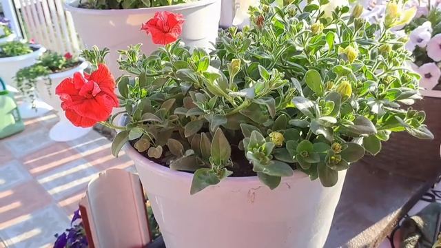 СОРТА ПЕТУНИИ С МОЩНЫМ РОСТОМ И ОТЛИЧНЫМ ЦВЕТЕНИЕМ НА НАЧАЛО ИЮНЯ. смотреть онлайн