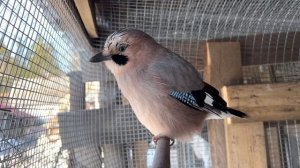 СОЙКА НЕДОВОЛЬНО КРИЧИТ, А ЗАТЕМ ПРЕВРАЩАЕТСЯ В КОТИКА ??JAY SCREAMS AND THEN TURNS INTO A CAT ??