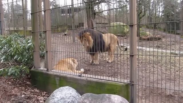 Лев и львица или "отстань, у меня голова болит"/ lion and lioness find out the relationship смотреть онлайн
