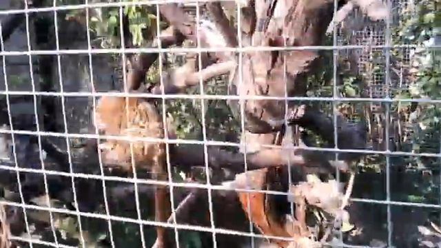 Маленькая обезьянка с большими яйцами смотреть онлайн