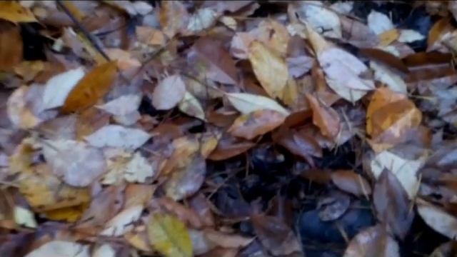 Грибалка 05 Nov 2017 Griby