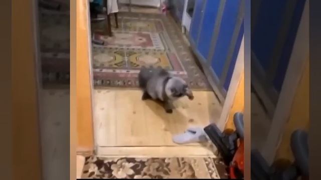 бой с тапком смотреть онлайн