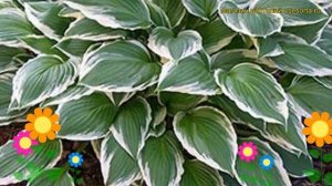 Хоста гибридная Ундулата Альбомаргината. Краткий обзор hosta hybrida Undulata Albomarginata