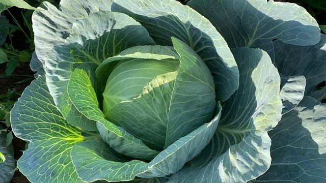 Капуста Центурион урожайная, транспортабельная с отличным вкусом! (29.09.20) смотреть онлайн