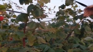 Маравилла рем сорт малины, третий месяц плодоношения