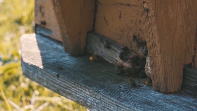 Почему Пчелы Умирают После Одного Укуса? смотреть онлайн