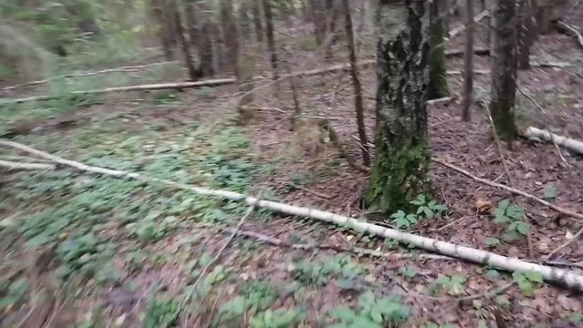 Повезло. Много белых и красноголовиков. Сережин день рождения. 24 июля 2023 смотреть онлайн