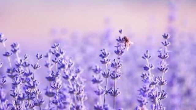 Медитация 13 кода судьбы. смотреть онлайн