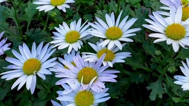 ЭТОТ МНОГОЛЕТНИК НАСТОЯЩАЯ НАХОДКА ДЛЯ ОСЕННЕГО САДА. НЕПРИХОТЛИВ, ДЕКОРАТИВЕН ВЕСЬ СЕЗОН смотреть онлайн