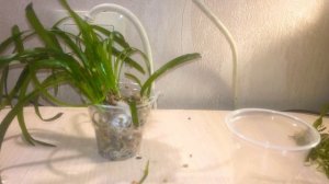 Как правильно сажать растения 🌱