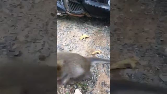 Обезьянки воруют бананы тайланд октябрь 2018 смотреть онлайн