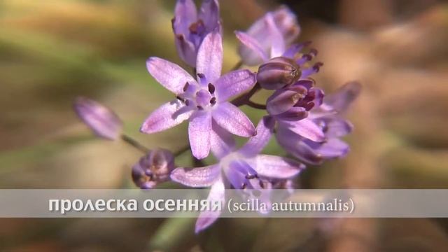 пролеска осенняя смотреть онлайн