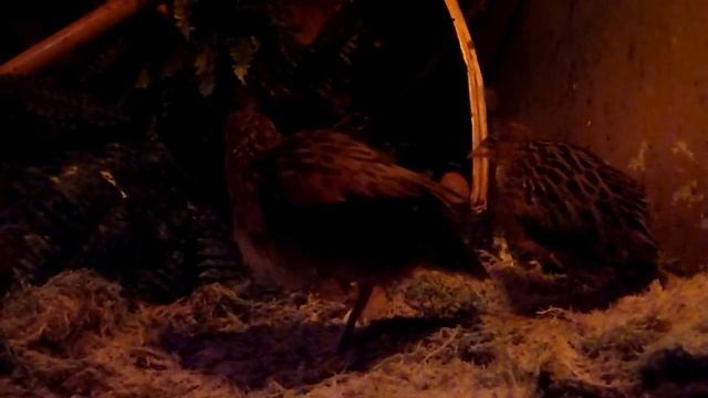 Пара коростелей (дергачей) смотреть онлайн