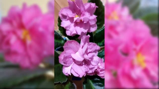 Фиалка EК ласковый май (описание, фото, отзывы) смотреть онлайн