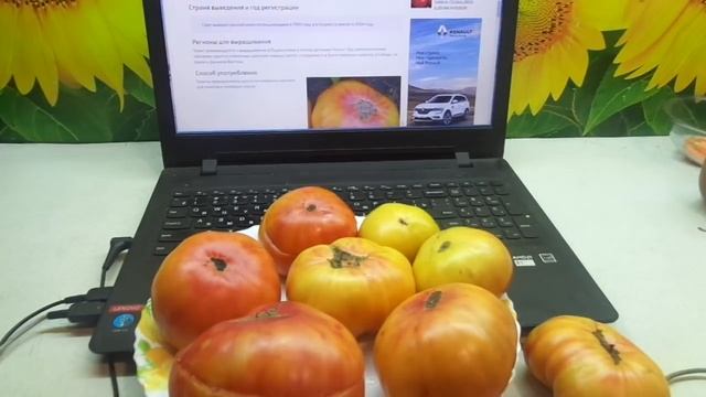 ОЧЕНЬ СЛАДКИЙ ТОМАТ МЕДОВЫЙ САЛЮТ. Ольга Чернова. смотреть онлайн