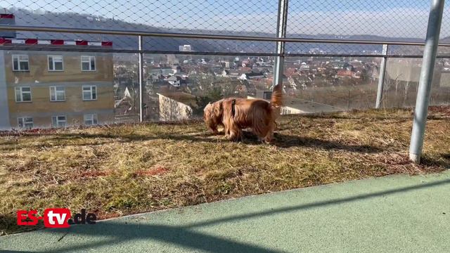 Hilfe auf vier Pfoten: Therapiehund im Esslinger Klinikum смотреть онлайн