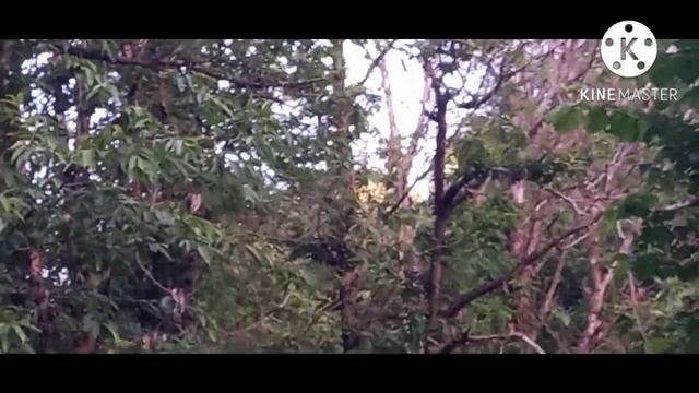 Кочевка на каштан и горную липу. смотреть онлайн