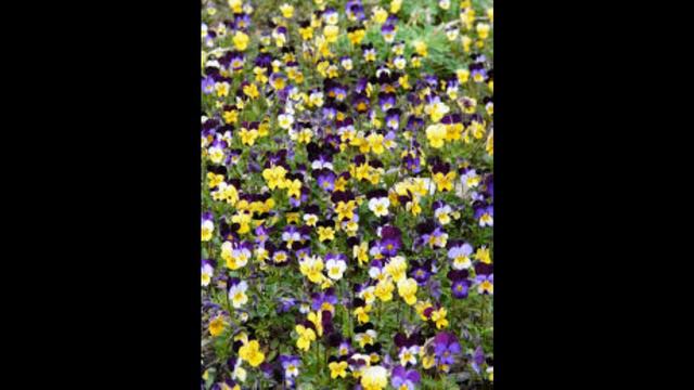 Das Stiefmütterchen - Anneliese Rothenberger (Blumenlieder von Robert Stolz) смотреть онлайн