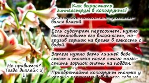 Гиппеаструм – частые вопросы: лопнула луковица, сохнет цветонос, луковица морщится