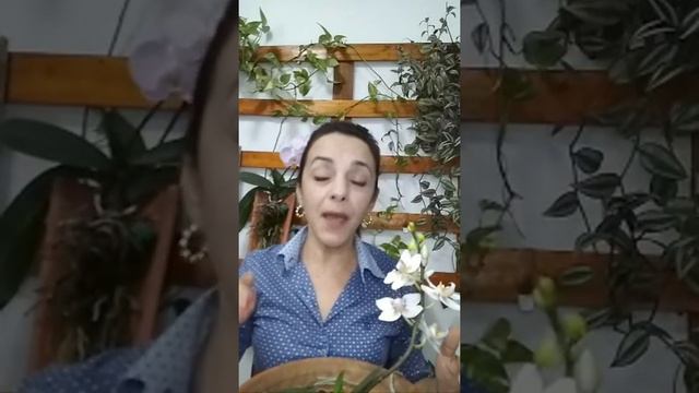 LIVE SOBRE PHALAENOPSIS! смотреть онлайн