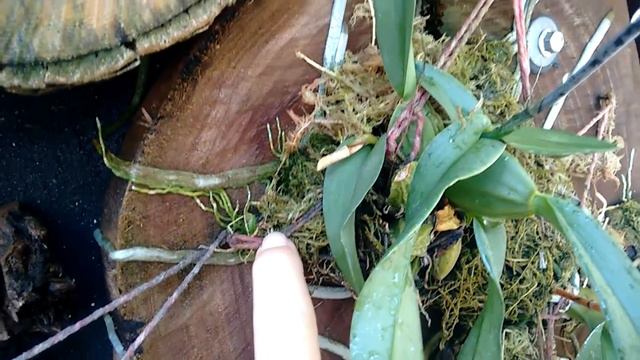 Minhas orquídeas vandas , phalaenopsis , denphal , catleya , dendrobium apilumm , dendrobium gigant смотреть онлайн