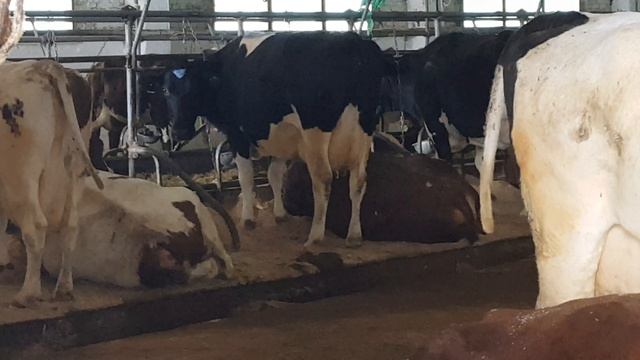 Дойные Коровы Айширская порода, Порода Голштин племенные. Milking Cows Ayshir Breed, Breed Holstein