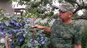 Слива Вижен: описание сорта