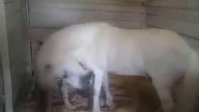 Дог и пони смотреть онлайн