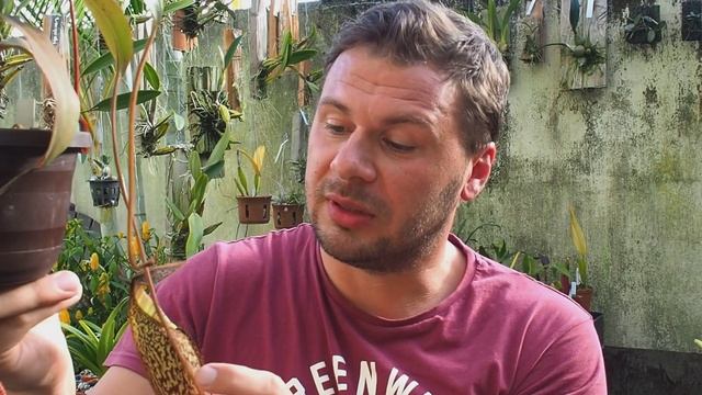 Nepenthes spectabilis BE3177 - Nepenthes erfolgreich pflegen смотреть онлайн